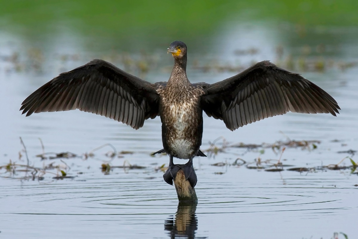 Rezerwat kormoranów